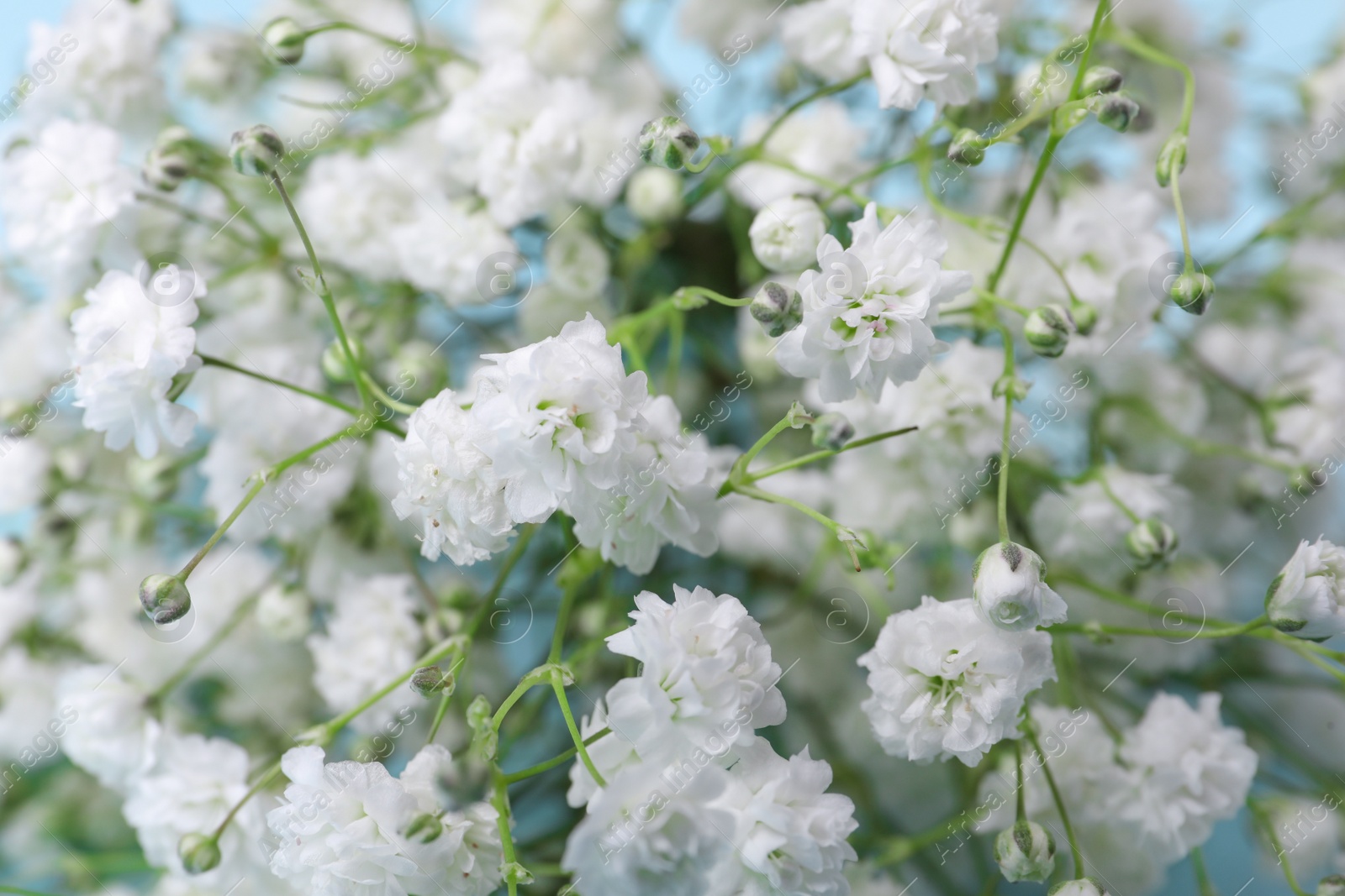 Photo of Beautiful gypsophila flowers on light blue background, closeup view