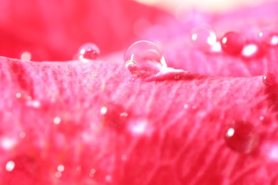 Beautiful flower with water drops, macro view