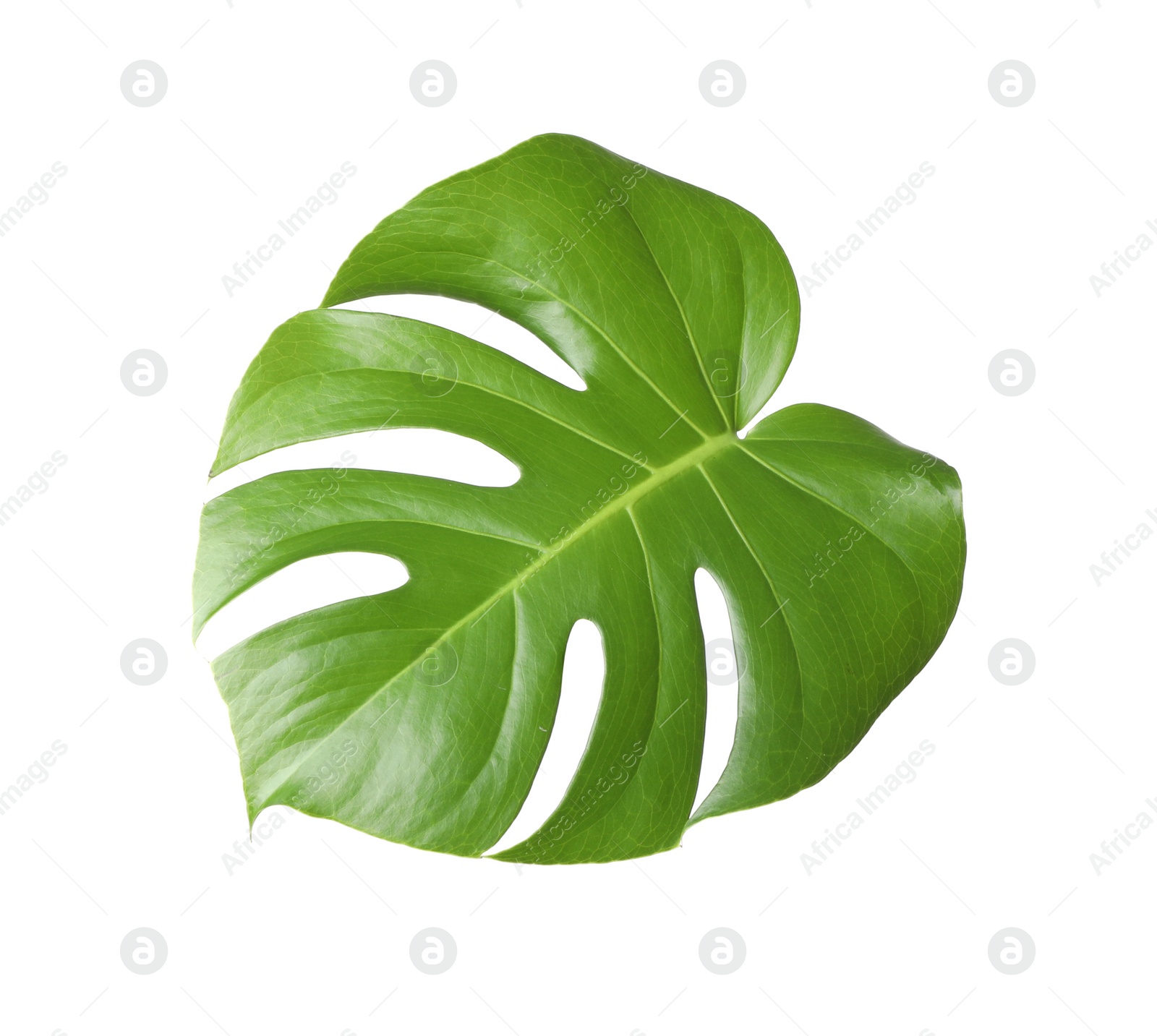 Photo of Leaf of tropical monstera plant isolated on white