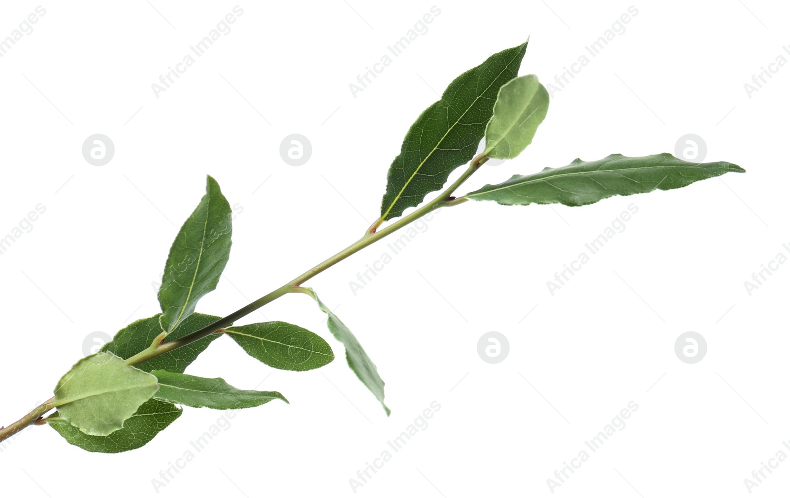 Photo of Branch with bay leaves isolated on white