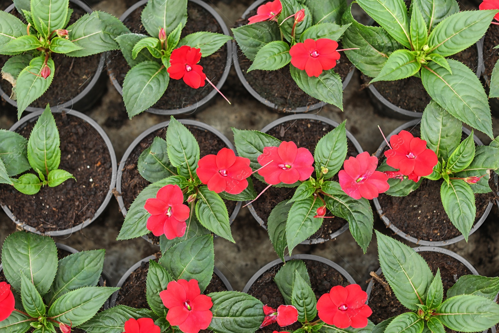 Photo of Many blooming flowers growing in pots with soil, top view