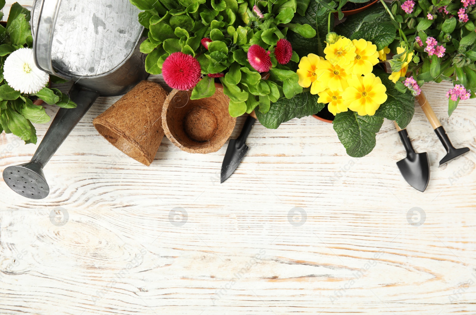 Photo of Flat lay composition with gardening equipment and flowers on wooden background, space for text