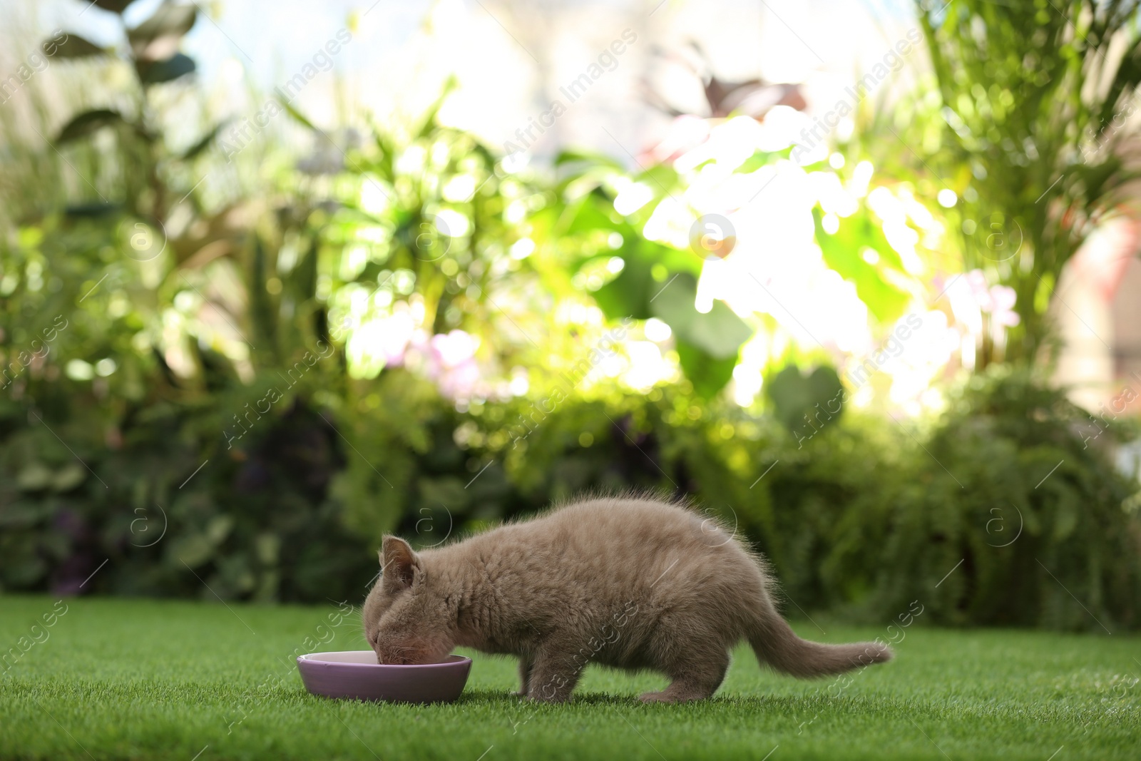 Photo of Scottish straight baby cat eating from bowl on green grass