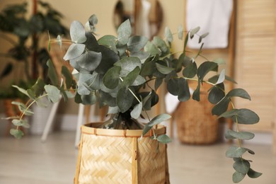 Photo of Beautiful eucalyptus branches in wicker stand indoors, closeup. Interior design