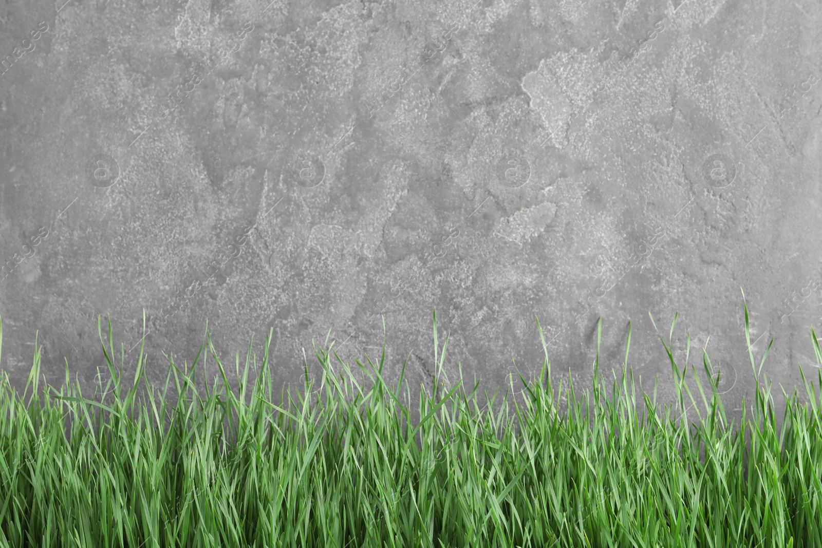 Photo of Fresh green grass near grey fence. Space for text