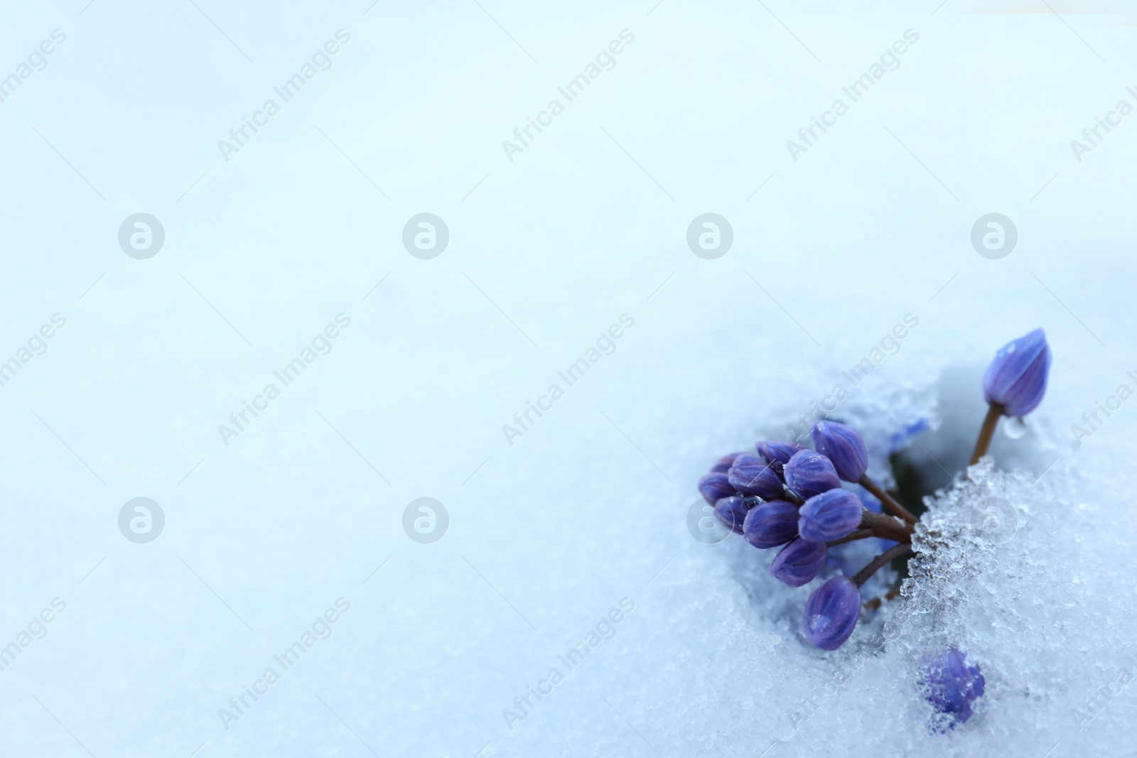 Photo of Beautiful lilac alpine squill flowers growing through 
snow outdoors, space for text