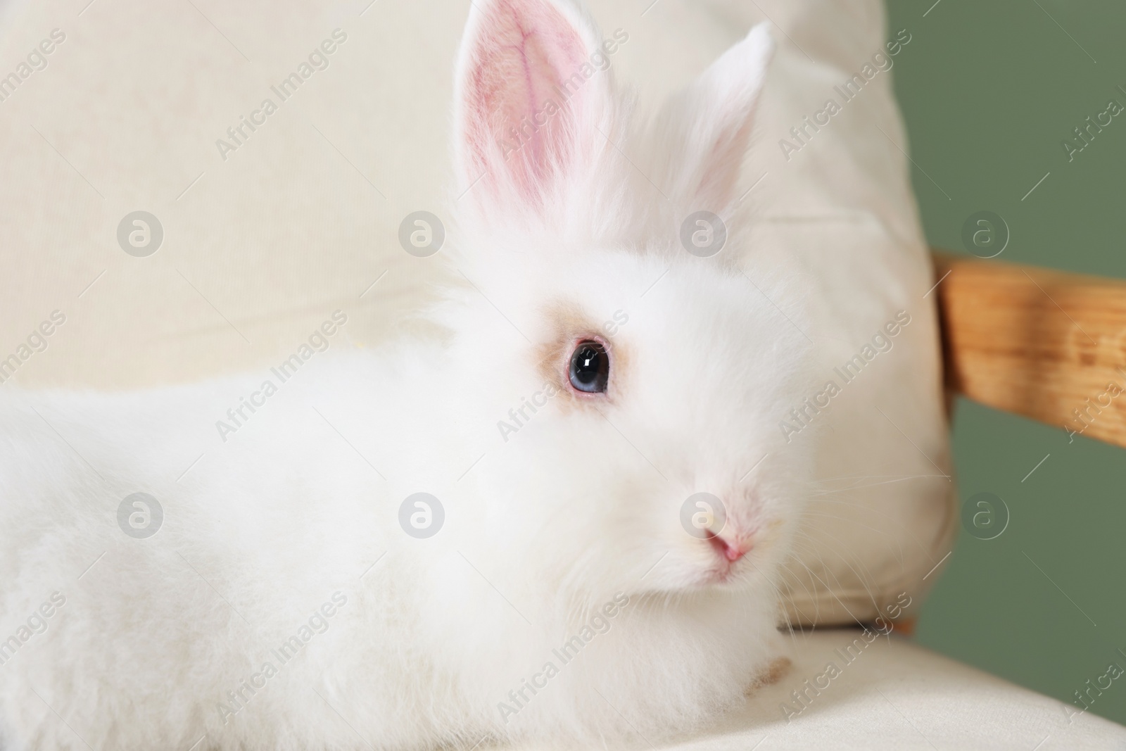 Photo of Fluffy white rabbit on sofa. Cute pet