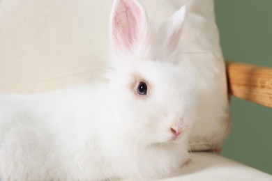Fluffy white rabbit on sofa. Cute pet