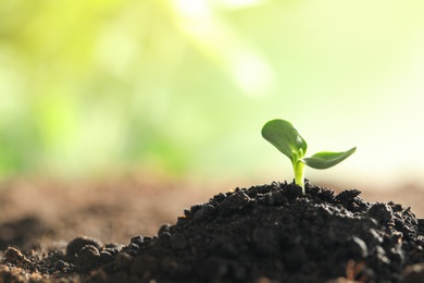 Photo of Young vegetable seedling growing in soil outdoors, space for text