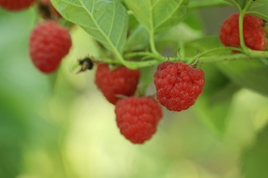 Photo of Raspberry bush with tasty ripe berries in garden, closeup