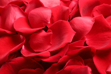 Fresh red rose petals as background, closeup