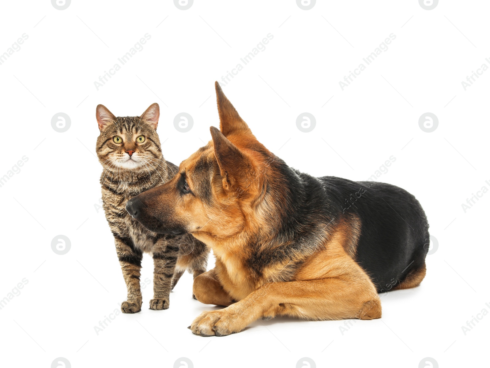 Photo of Adorable cat and dog on white background. Animal friendship