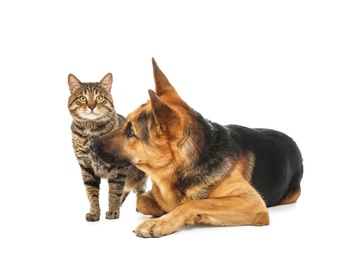 Photo of Adorable cat and dog on white background. Animal friendship