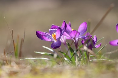 Photo of Fresh purple crocus flowers growing on blurred background