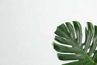 Photo of Beautiful tropical leaf on white background