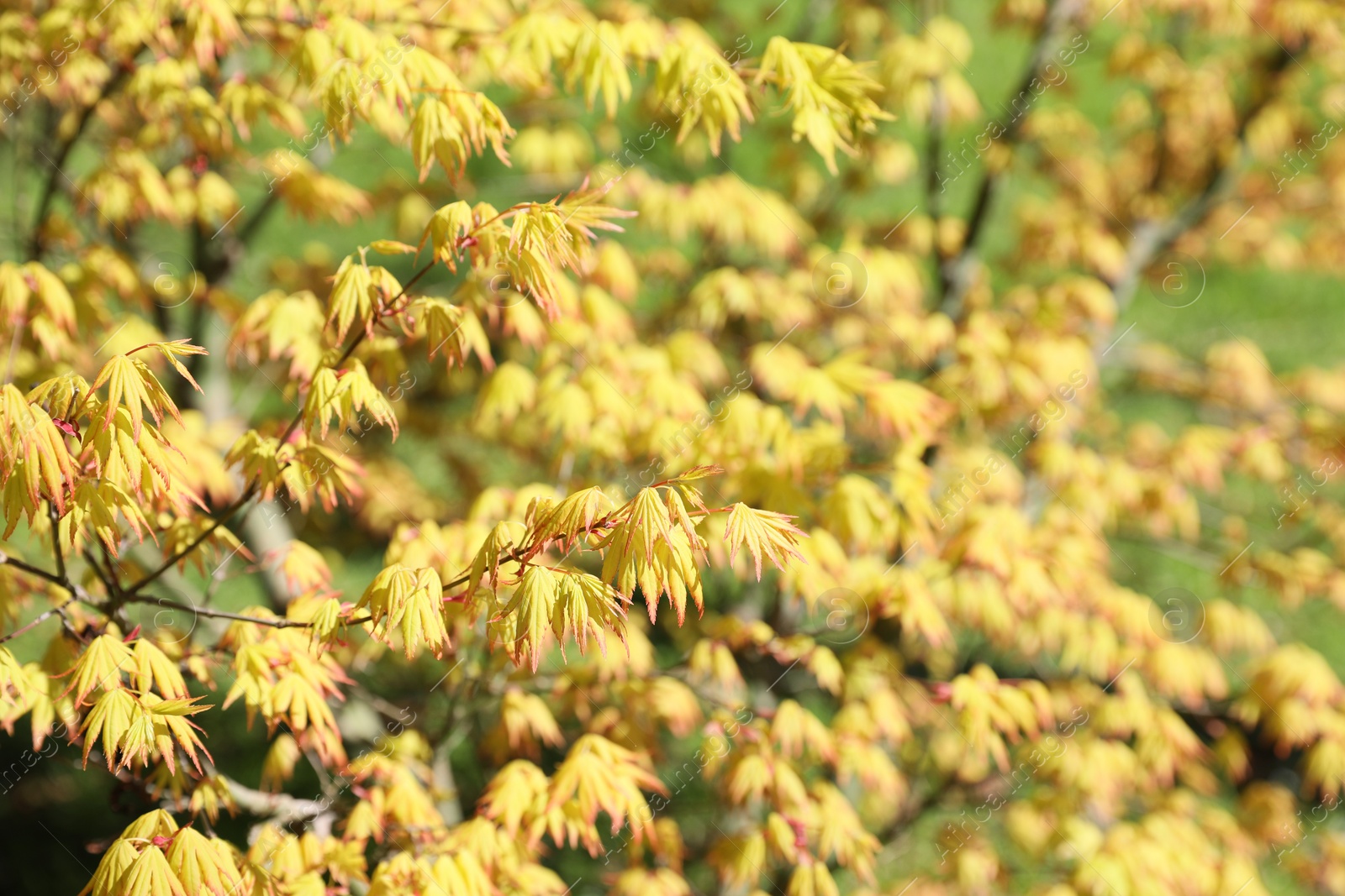 Photo of Beautiful maple tree with yellow leaves outdoors, space for text