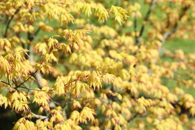 Photo of Beautiful maple tree with yellow leaves outdoors, space for text