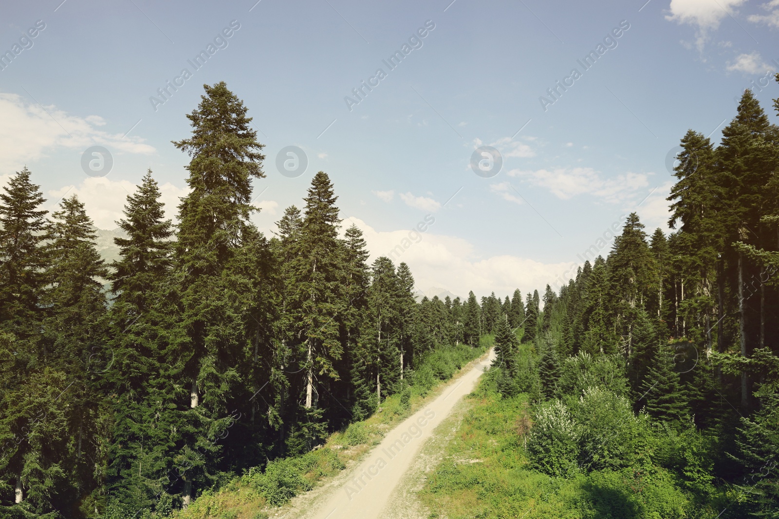 Photo of View of path through forest on sunny day