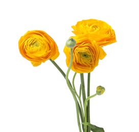 Photo of Beautiful spring ranunculus flowers isolated on white