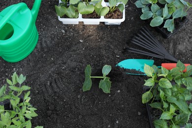 Photo of Young seedlings in ground, watering can, rake and shovel outdoors, flat lay