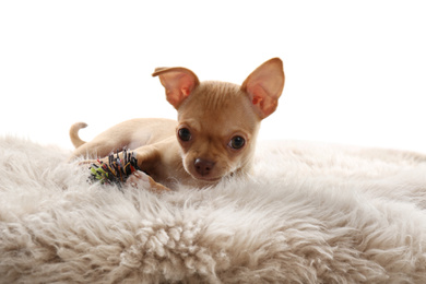 Cute Chihuahua puppy with toy on faux fur. Baby animal