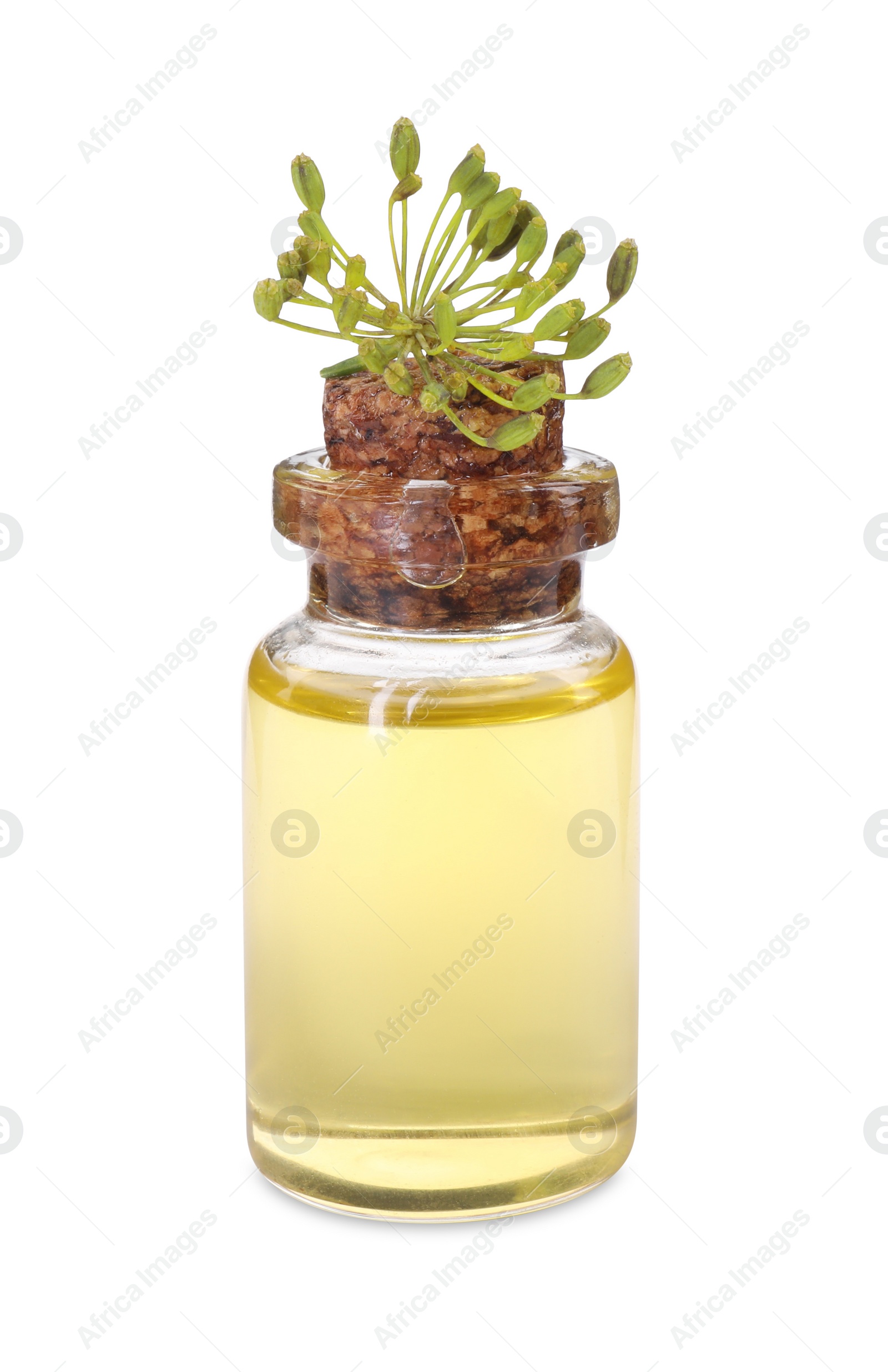 Photo of Bottle of essential oil and fresh dill isolated on white