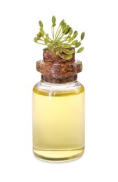 Bottle of essential oil and fresh dill isolated on white