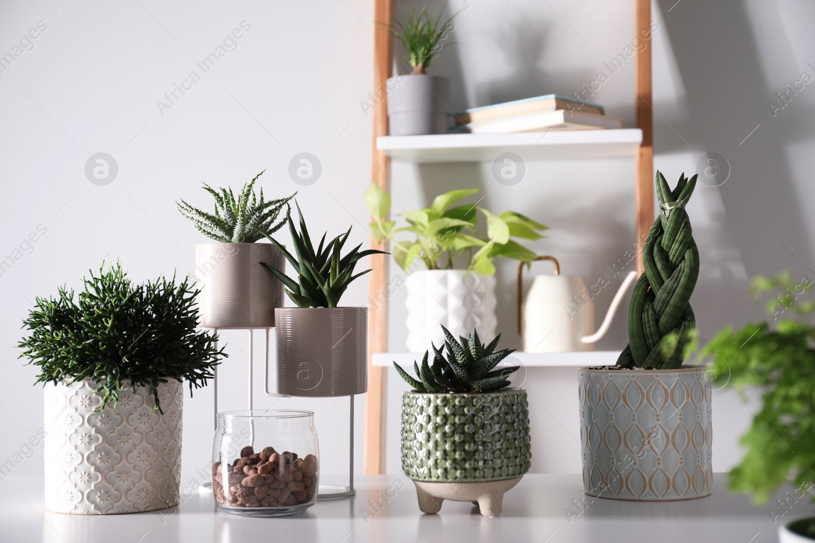 Photo of Beautiful potted houseplants on white table indoors