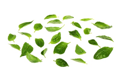 Photo of Basil leaves isolated on white. Layer for pizza