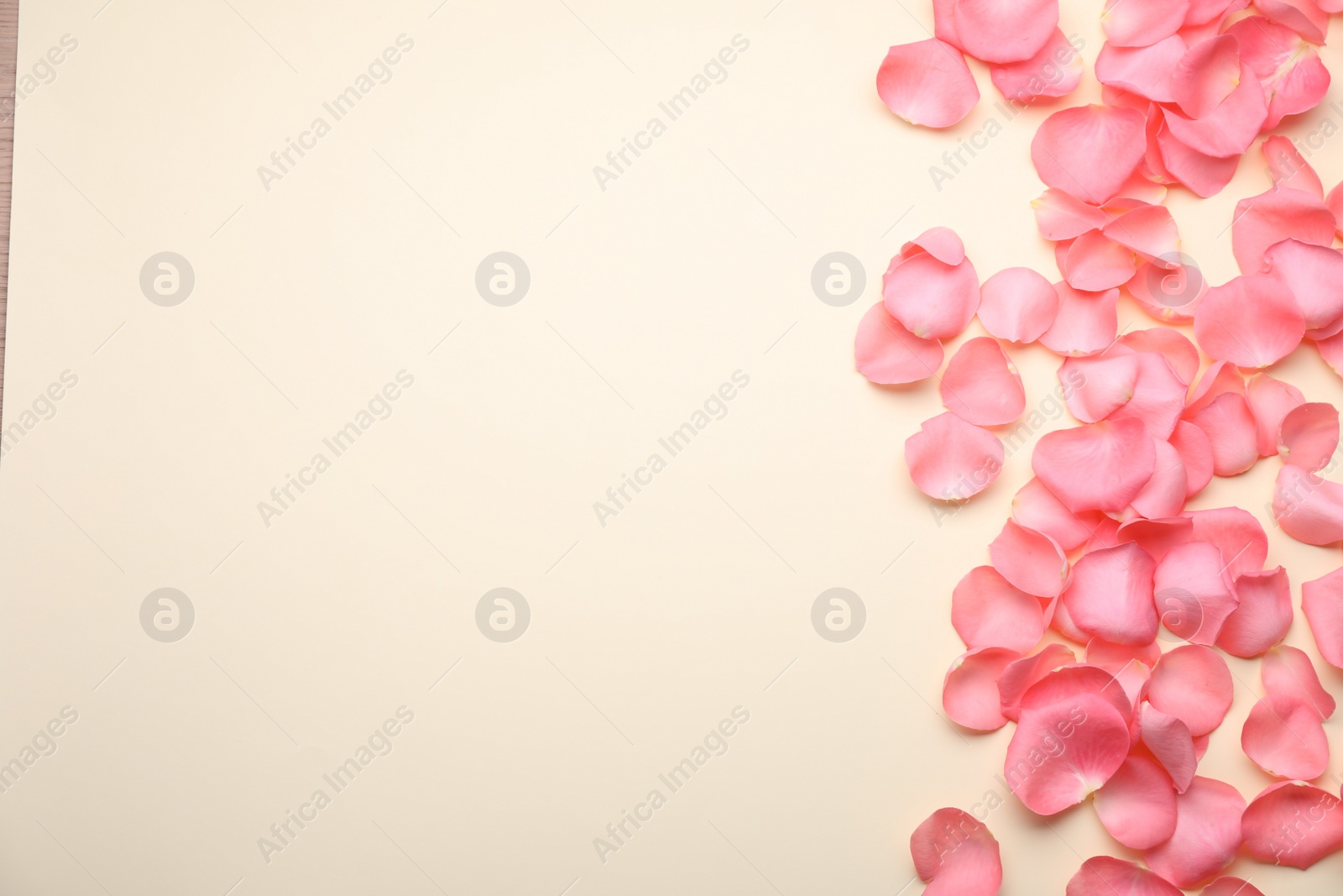 Photo of Beautiful pink rose flower petals on beige background, flat lay. Space for text