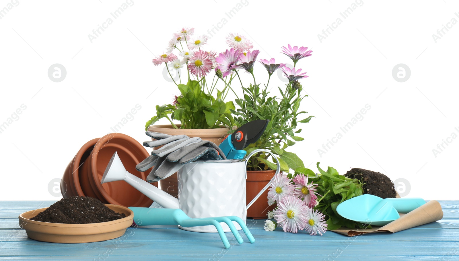 Photo of Beautiful potted plants and gardening equipment on blue wooden table against white background