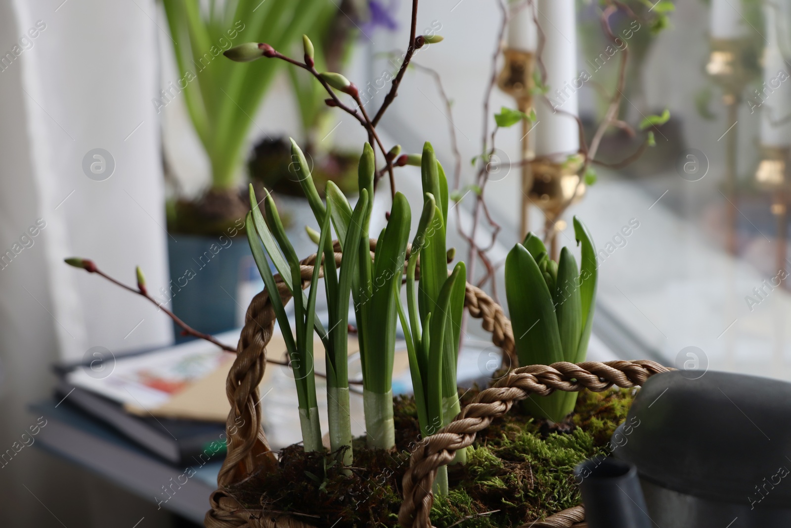 Photo of Spring shoots of Narcissus and Hyacinth planted in wicker basket on window sill, closeup