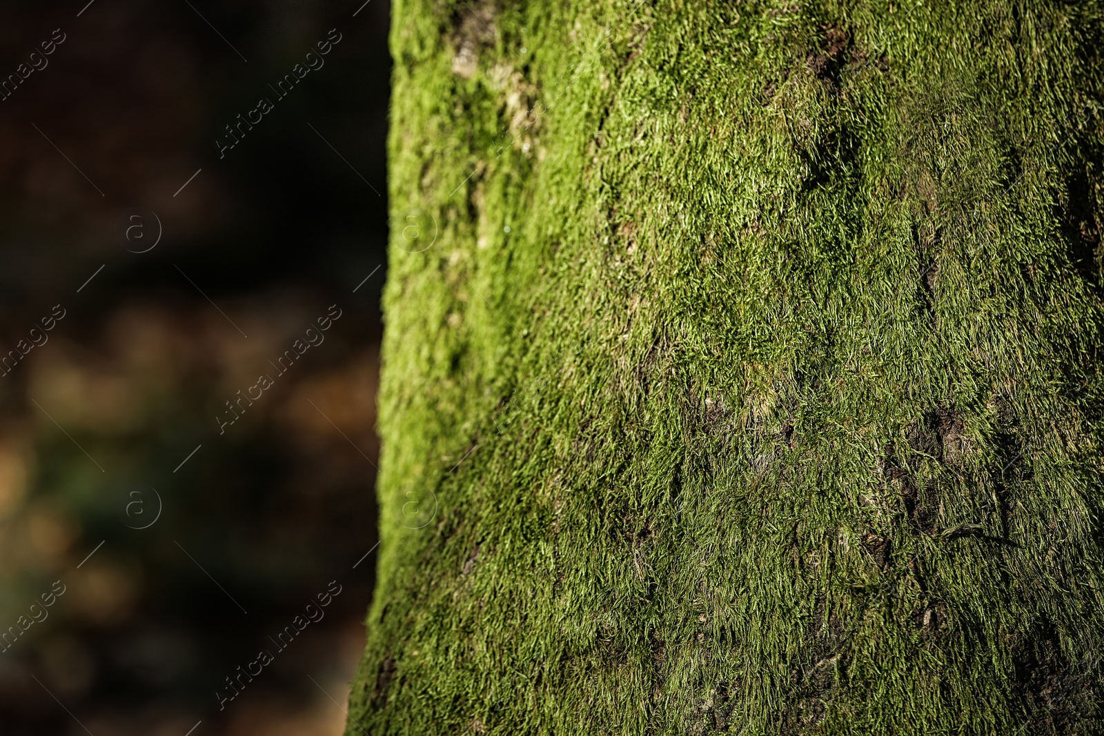 Photo of Green moss on tree trunk surface, closeup. Space for text