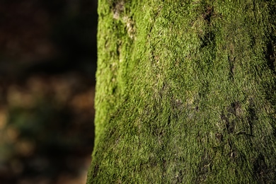 Green moss on tree trunk surface, closeup. Space for text