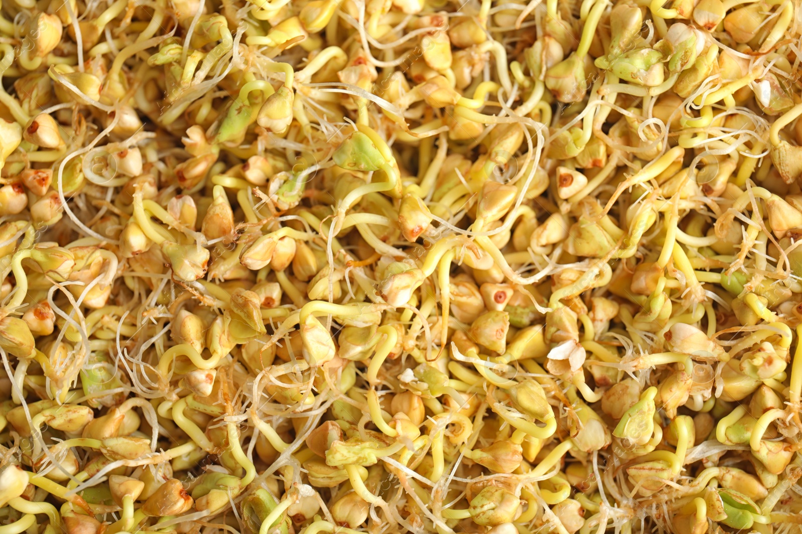 Photo of Sprouted green buckwheat grains as background, closeup