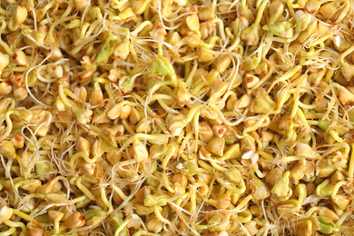 Sprouted green buckwheat grains as background, closeup