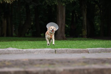 Adorable Labrador Retriever dog with Elizabethan collar and ball running outdoors