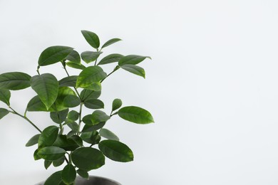 Photo of Beautiful potted lemon tree on white background, space for text. House decor