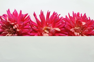 Flat lay composition with beautiful dahlia flowers and blank card on white background