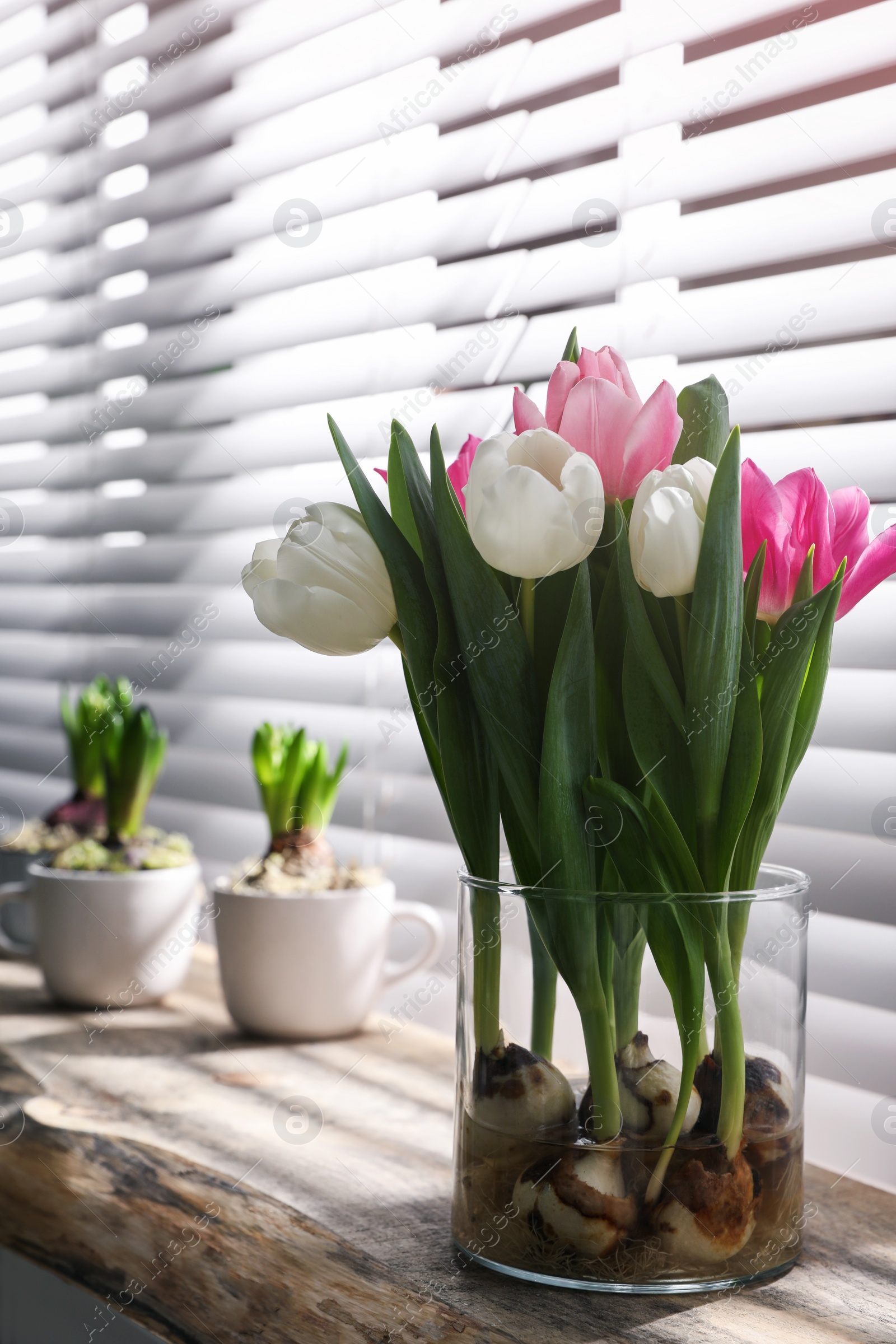 Photo of Beautiful tulips with bulbs on wooden table