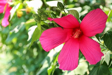 Photo of Beautiful tropical Hibiscus flower on bush outdoors