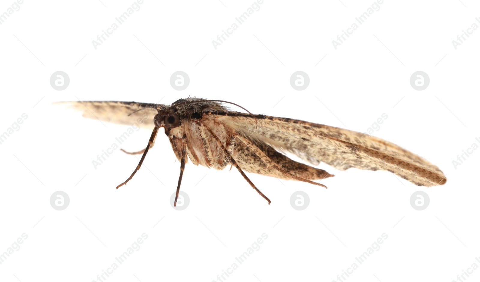 Photo of Single Alcis repandata moth flying on white background