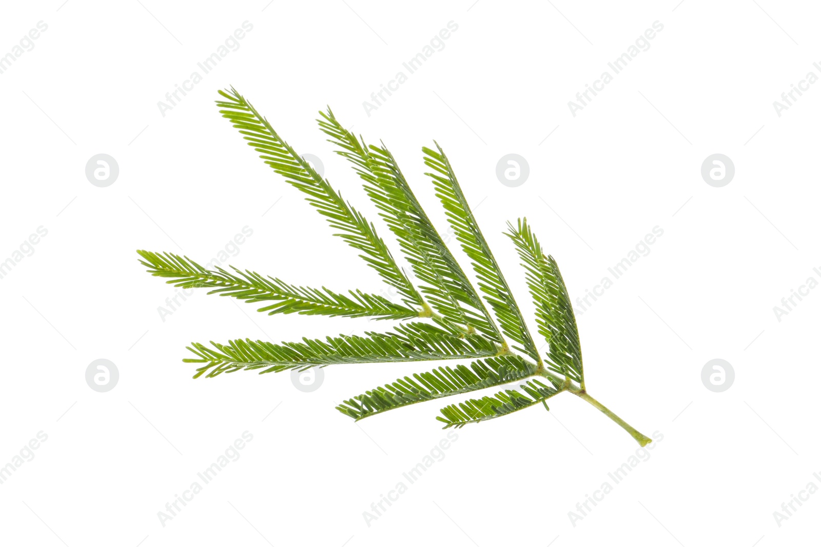 Photo of Mimosa branch with green leaves on white background