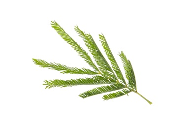 Photo of Mimosa branch with green leaves on white background