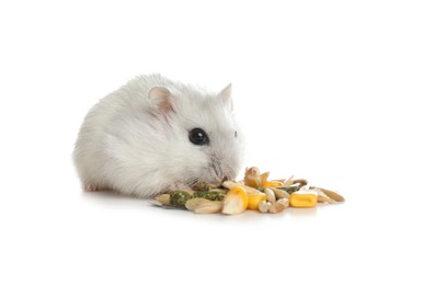 Photo of Cute funny pearl hamster eating on white background