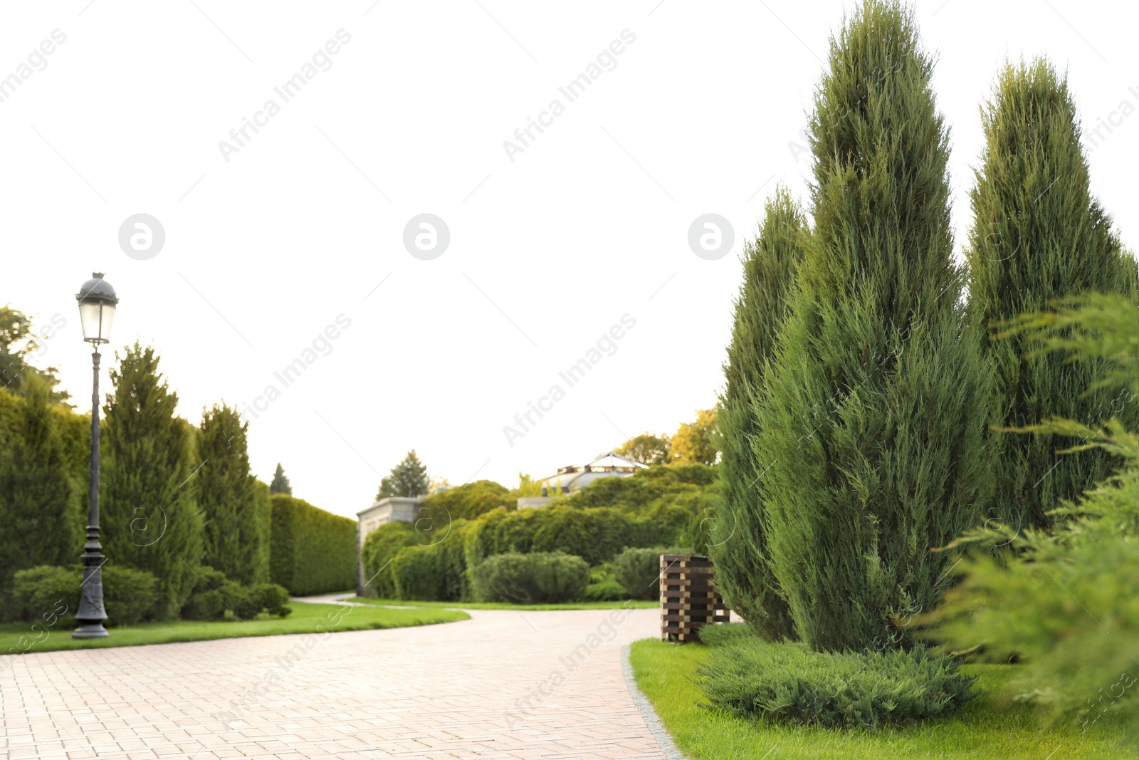 Photo of Picturesque landscape with brick path on sunny day. Gardening idea