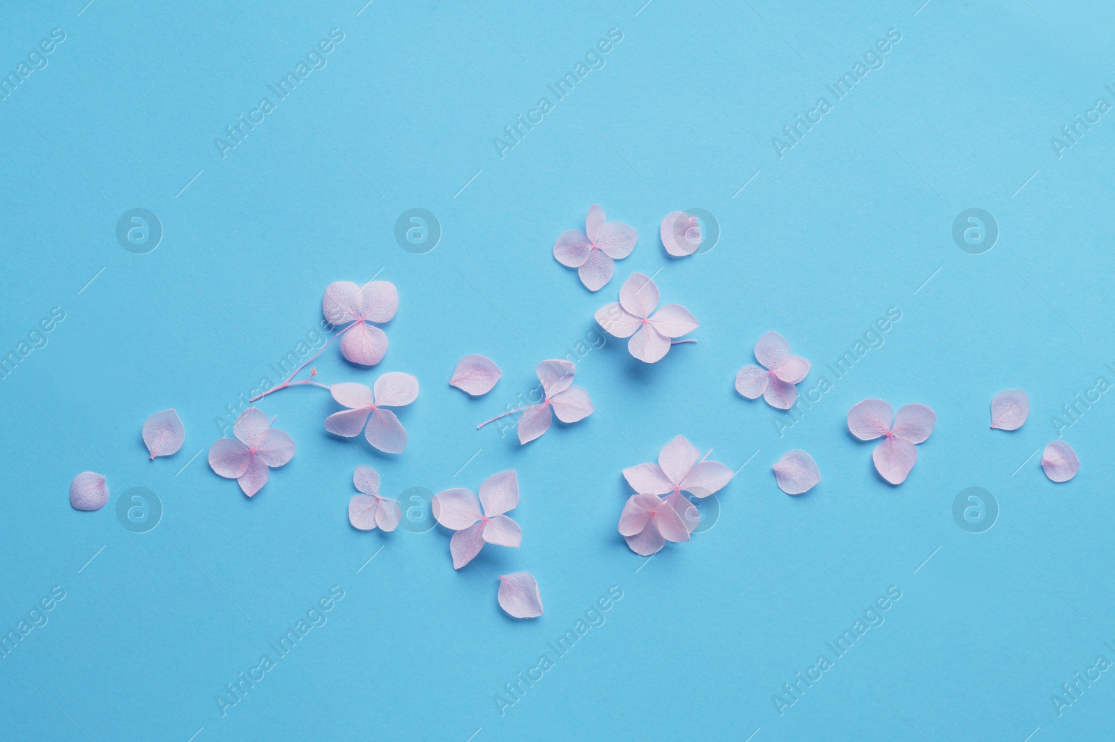 Photo of Flat lay composition with beautiful hortensia flowers on light blue background