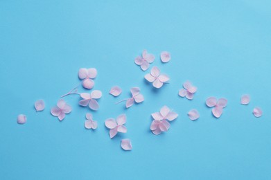 Flat lay composition with beautiful hortensia flowers on light blue background