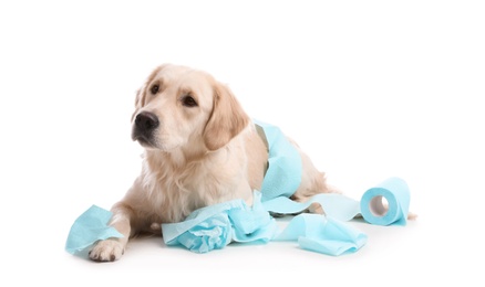 Photo of Cute dog playing with roll of toilet paper on white background