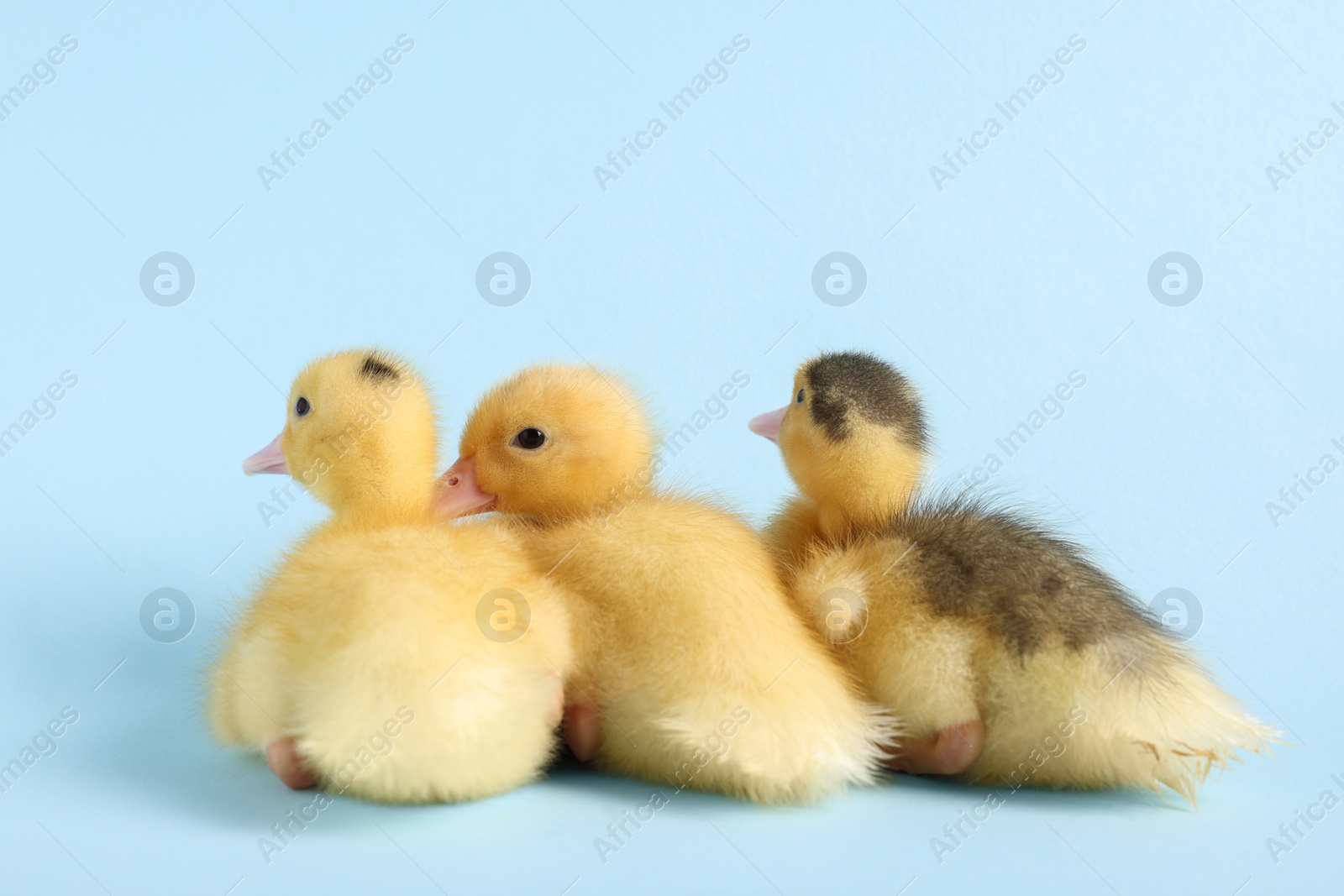 Photo of Baby animals. Cute fluffy ducklings sitting on light blue background